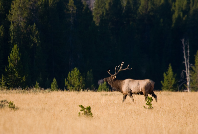 Elk